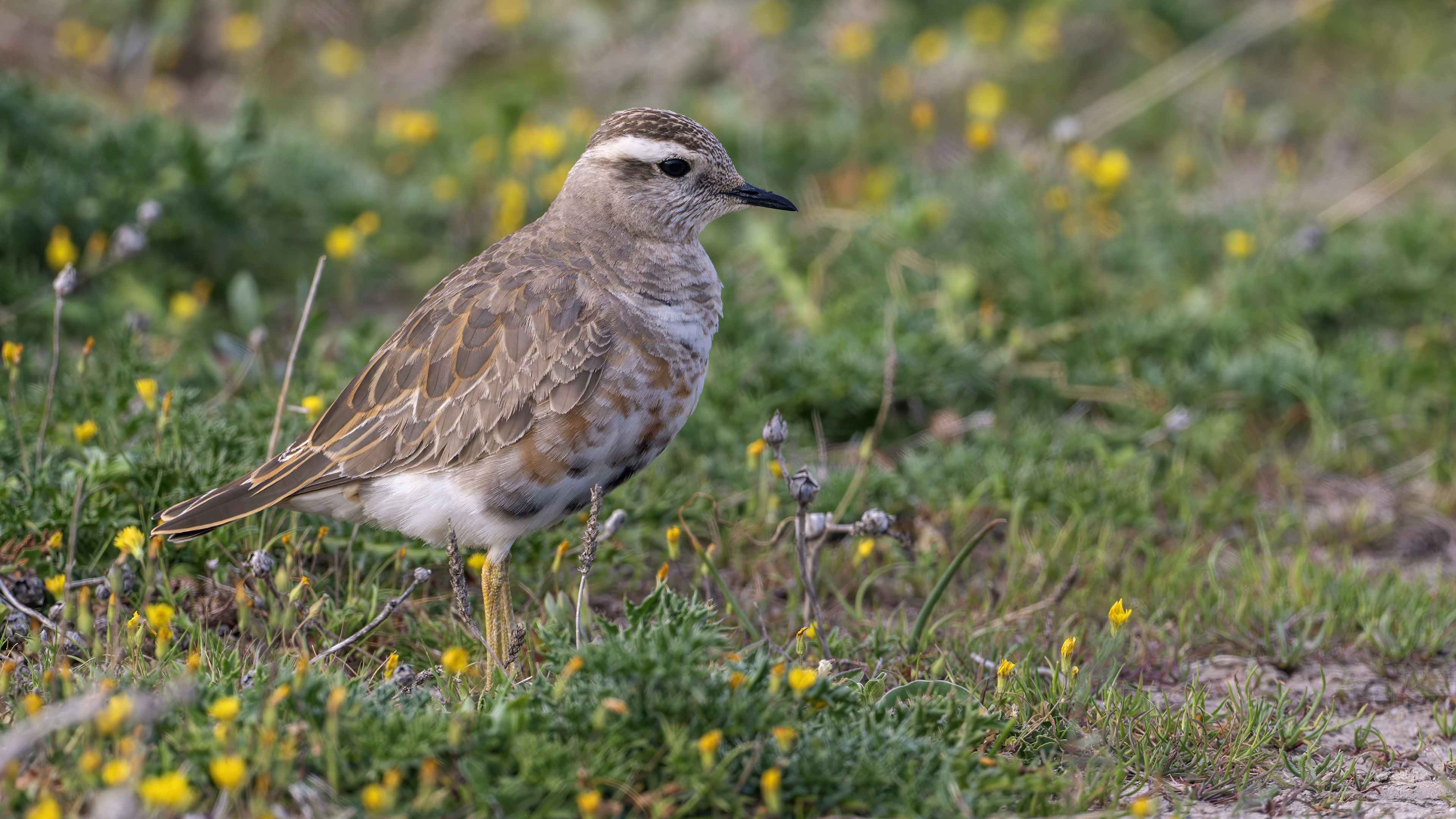 Eurasian Dotterel